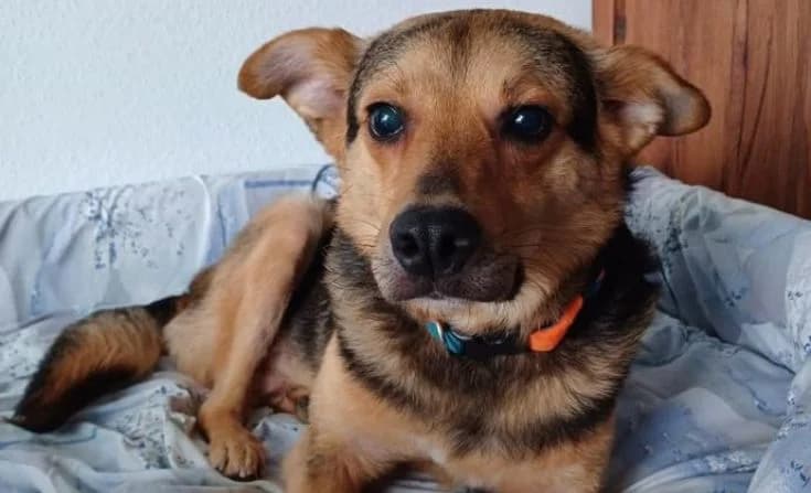 Barney, male 5yo Mixed Breed for adoption at Tierheim Iserlohn, Iserlohn