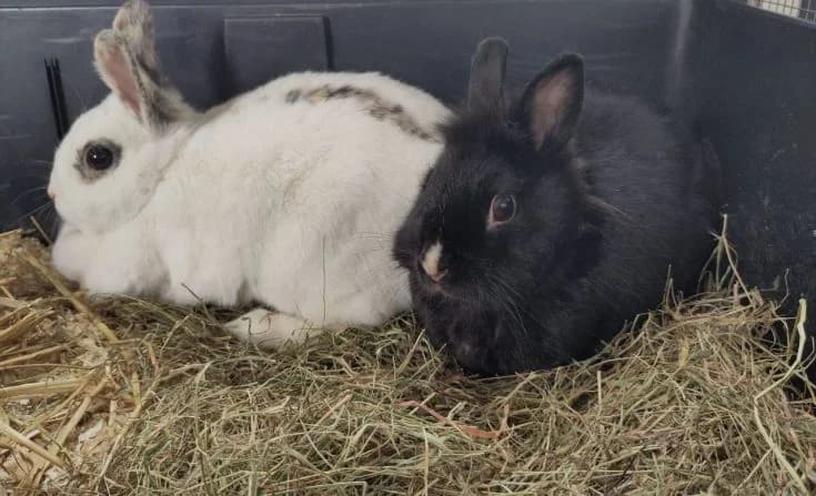 Benny und Sally, 5yo Mixed Breed for adoption at Tierheim Iserlohn, Iserlohn
