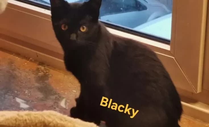 Blacky, female 3yo Mixed Breed for adoption at Tierheim Iserlohn, Iserlohn