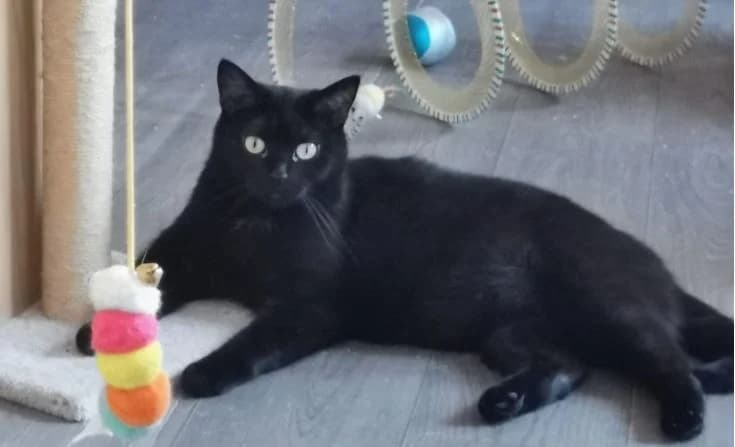Blacky, female 3yo Mixed Breed for adoption at Tierheim Iserlohn, Iserlohn