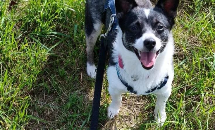 Blanca, female 3yo Mixed Breed for adoption at Tierheim Iserlohn, Iserlohn
