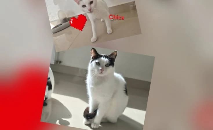 Caspian & Chica, female young Mixed Breed for adoption at Tierheim Iserlohn, Iserlohn