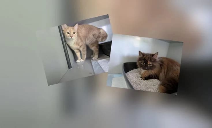 Coco & Chanel, female young Mixed Breed for adoption at Tierheim Iserlohn, Iserlohn