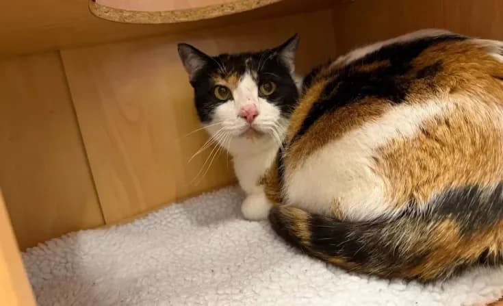 Daisy, female 6yo Mixed Breed for adoption at Tierheim Iserlohn, Iserlohn