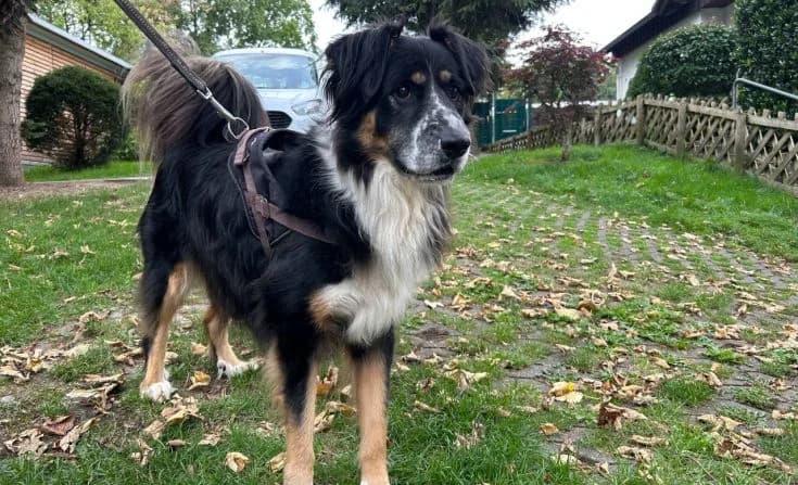 Eddy, male 6yo Mixed Breed for adoption at Tierheim Iserlohn, Iserlohn