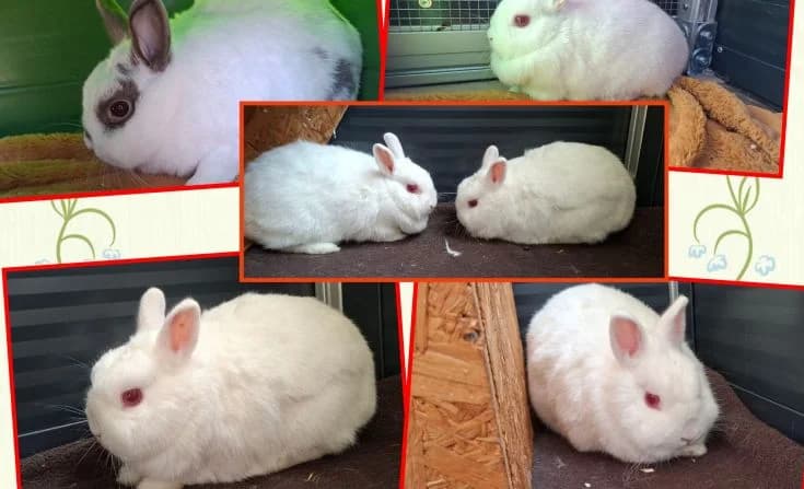Fiffi, Sissi und Nachwuchs, 3yo Mixed Breed for adoption at Tierheim Iserlohn, Iserlohn