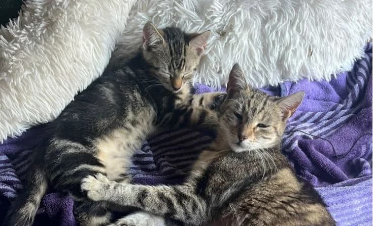 Finja & Toffee, female puppy Mixed Breed for adoption at Tierheim Iserlohn, Iserlohn