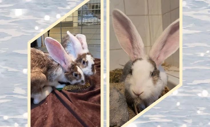 Frauke, Flora und Franklin, puppy Mixed Breed for adoption at Tierheim Iserlohn, Iserlohn