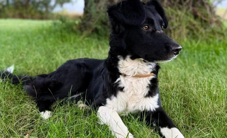 Freyja, female young Mixed Breed for adoption at Tierheim Iserlohn, Iserlohn