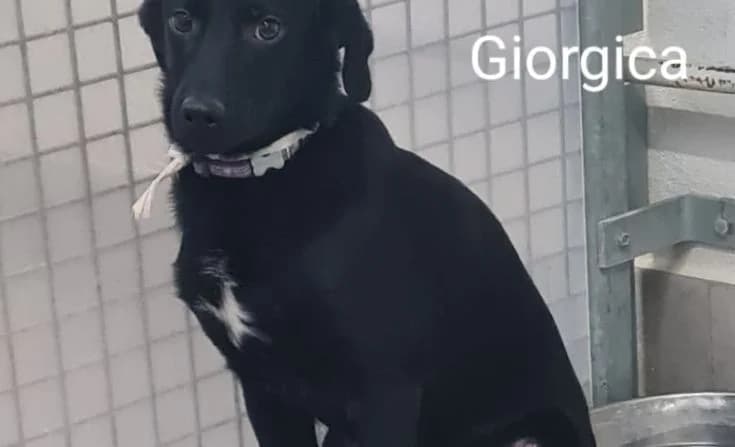 Giorgica, male young Mixed Breed for adoption at Tierheim Iserlohn, Iserlohn