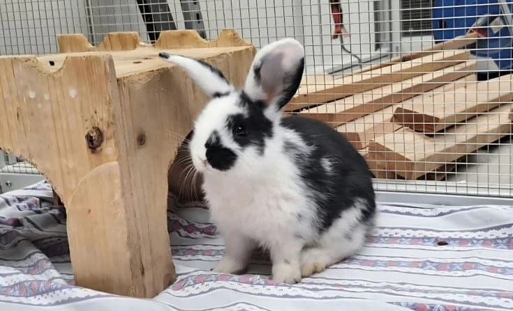 Jasmin, female Mixed Breed for adoption at Tierheim Iserlohn, Iserlohn