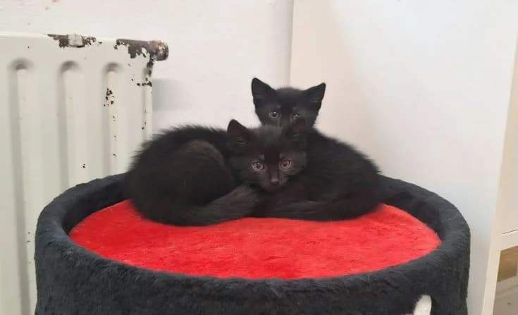 Joy & Jumper, female young Mixed Breed for adoption at Tierheim Iserlohn, Iserlohn