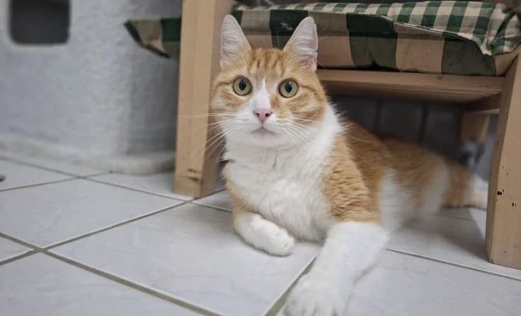 Karlo, male senior Mixed Breed for adoption at Tierheim Iserlohn, Iserlohn