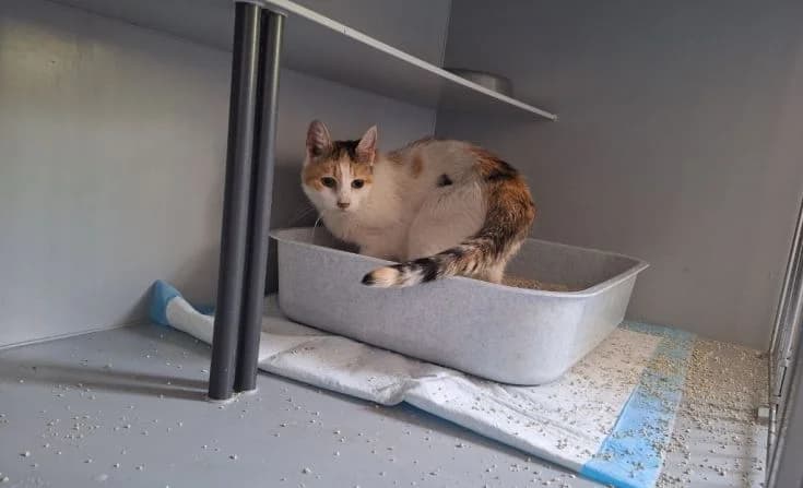 Kelly, female senior Mixed Breed for adoption at Tierheim Iserlohn, Iserlohn