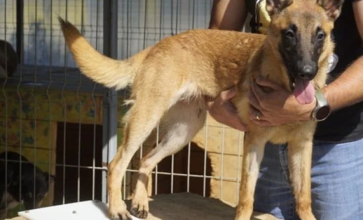 Lora, female young Mixed Breed for adoption at Tierheim Iserlohn, Iserlohn