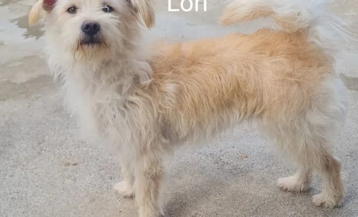 Lori, female young Mixed Breed for adoption at Tierheim Iserlohn, Iserlohn