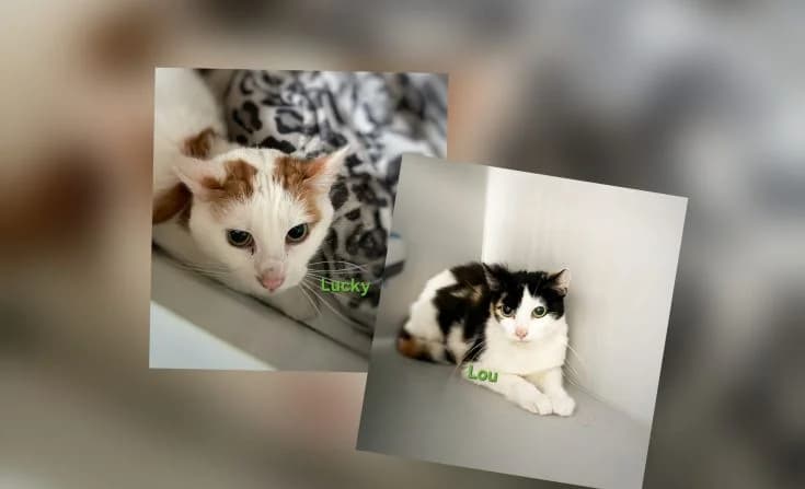Lucky & Lou, female 4yo Mixed Breed for adoption at Tierheim Iserlohn, Iserlohn