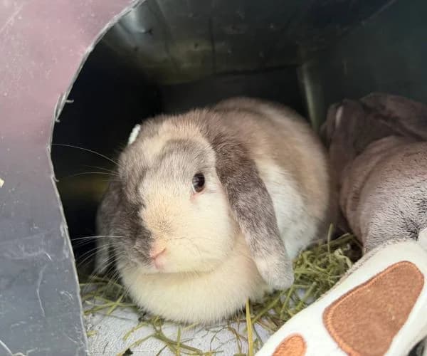 Maja (Bonnie), female 4yo Mixed Breed for adoption at Tierheim Iserlohn, Iserlohn