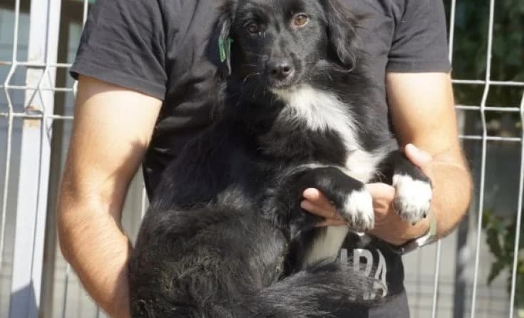 Mario, male young Mixed Breed for adoption at Tierheim Iserlohn, Iserlohn