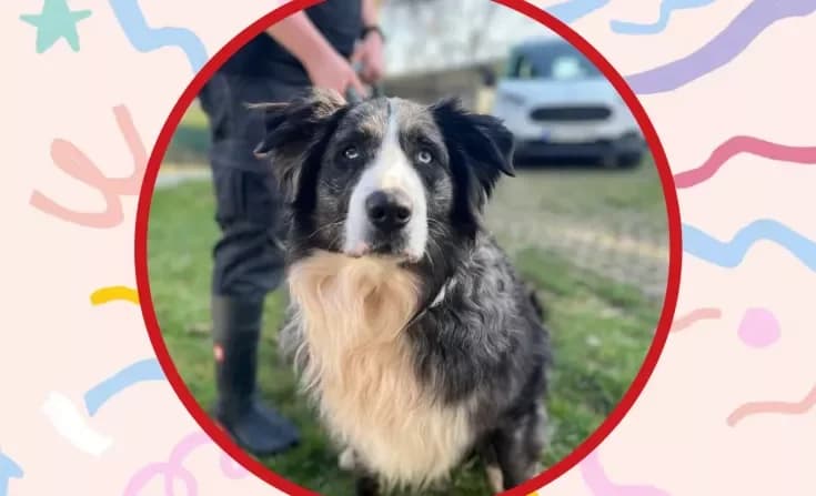 Marlo, male senior Mixed Breed for adoption at Tierheim Iserlohn, Iserlohn