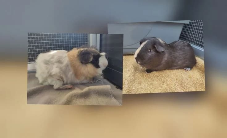 Marlon und Marvin, 3yo Mixed Breed for adoption at Tierheim Iserlohn, Iserlohn