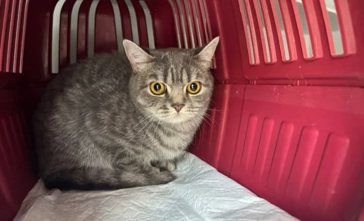 Mascha, female young Mixed Breed for adoption at Tierheim Iserlohn, Iserlohn