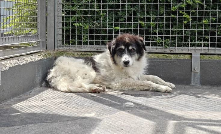 Maxi, male senior Mixed Breed for adoption at Tierheim Iserlohn, Iserlohn