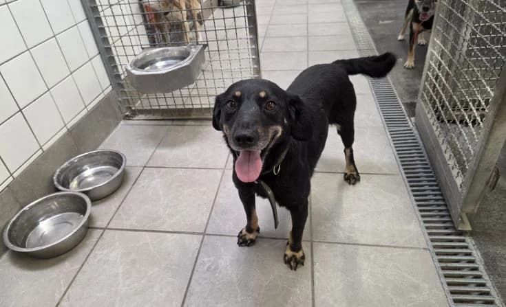 Maya, female 5yo Mixed Breed for adoption at Tierheim Iserlohn, Iserlohn