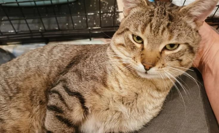 Merlin, male 3yo Mixed Breed for adoption at Tierheim Iserlohn, Iserlohn