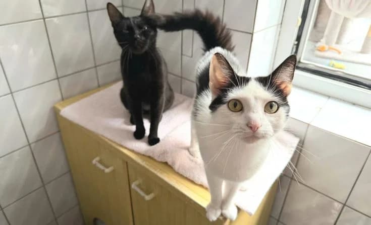 Mika & Tinka, female young Mixed Breed for adoption at Tierheim Iserlohn, Iserlohn
