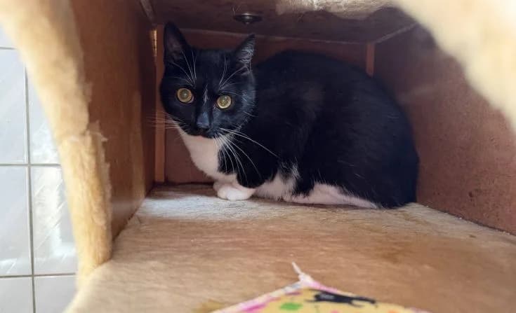 Mikki, male 4yo Mixed Breed for adoption at Tierheim Iserlohn, Iserlohn
