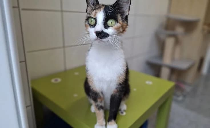 Mimmi, female young Mixed Breed for adoption at Tierheim Iserlohn, Iserlohn