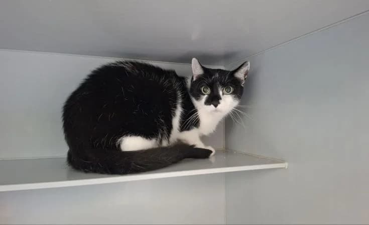 Minosh, male senior Mixed Breed for adoption at Tierheim Iserlohn, Iserlohn