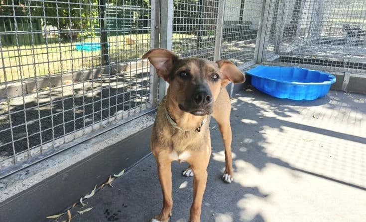 Muchtar, male young Mixed Breed for adoption at Tierheim Iserlohn, Iserlohn