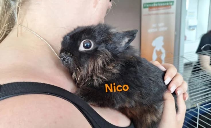 Nico, young Mixed Breed for adoption at Tierheim Iserlohn, Iserlohn