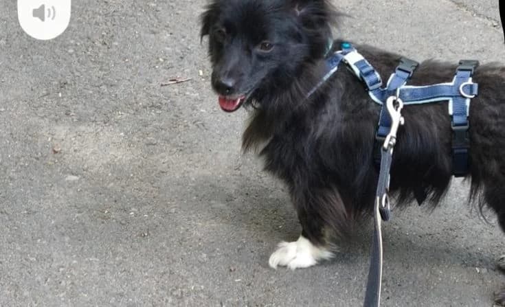 Nala, female 3yo Mixed Breed for adoption at Tierheim Iserlohn, Iserlohn