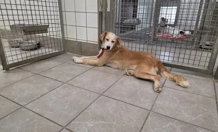 Nastia, female young Mixed Breed for adoption at Tierheim Iserlohn, Iserlohn