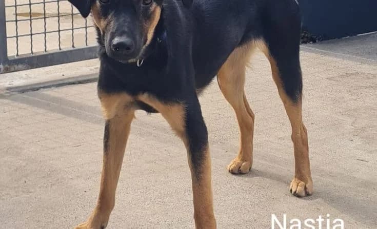 Nastia, female young Mixed Breed for adoption at Tierheim Iserlohn, Iserlohn