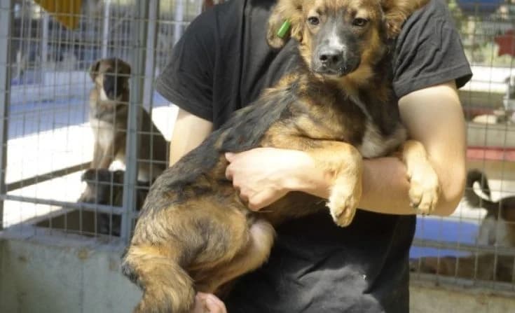 Nikita, male young Mixed Breed for adoption at Tierheim Iserlohn, Iserlohn