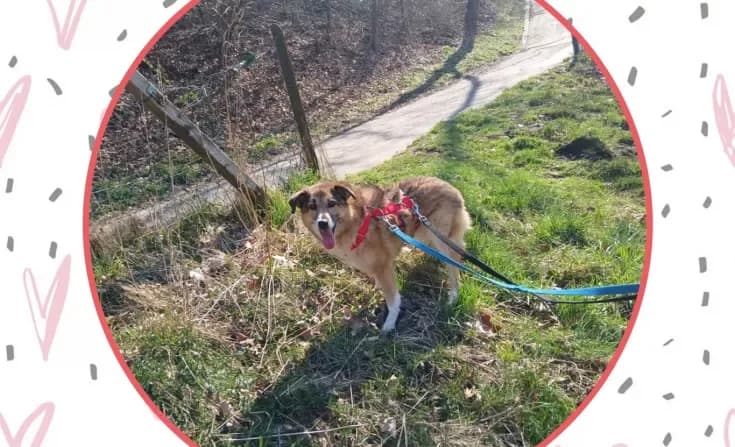 Nino, male senior Mixed Breed for adoption at Tierheim Iserlohn, Iserlohn