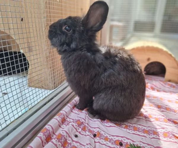 Peter Pan, male Mixed Breed for adoption at Tierheim Iserlohn, Iserlohn