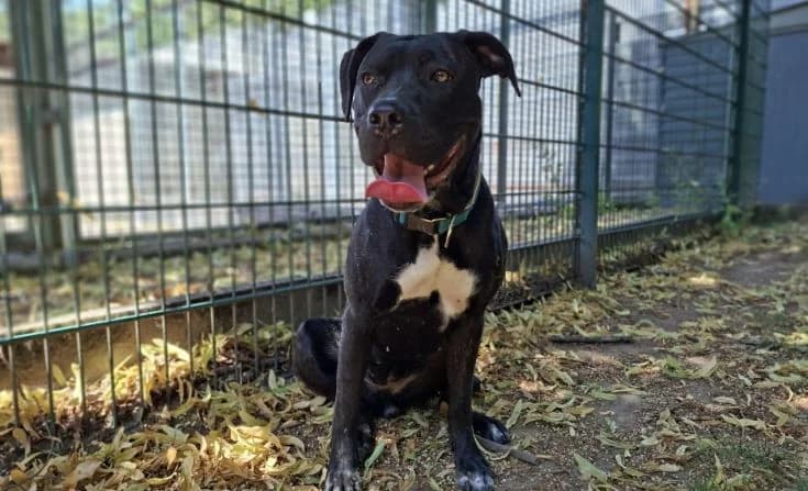 Polly II, female young Mixed Breed for adoption at Tierheim Iserlohn, Iserlohn