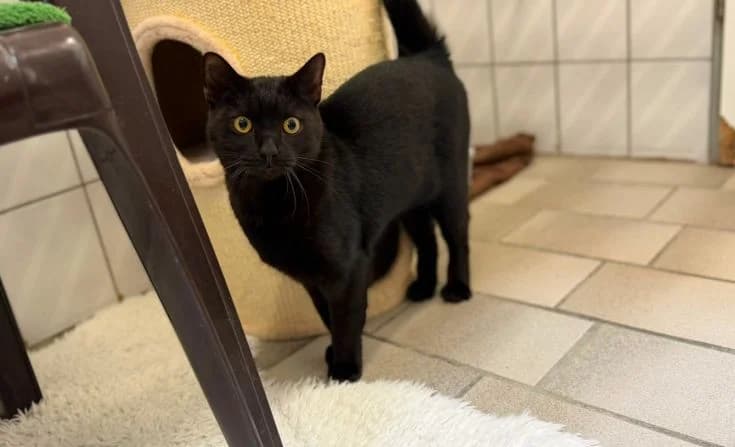 Riffki, male young Mixed Breed for adoption at Tierheim Iserlohn, Iserlohn