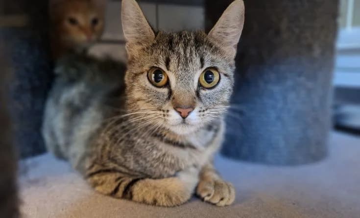 Roxana, female young Mixed Breed for adoption at Tierheim Iserlohn, Iserlohn