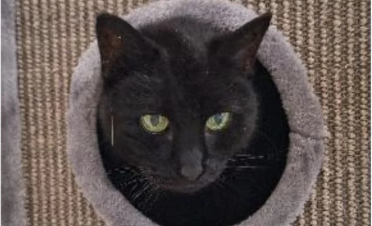Sam, female senior Mixed Breed for adoption at Tierheim Iserlohn, Iserlohn