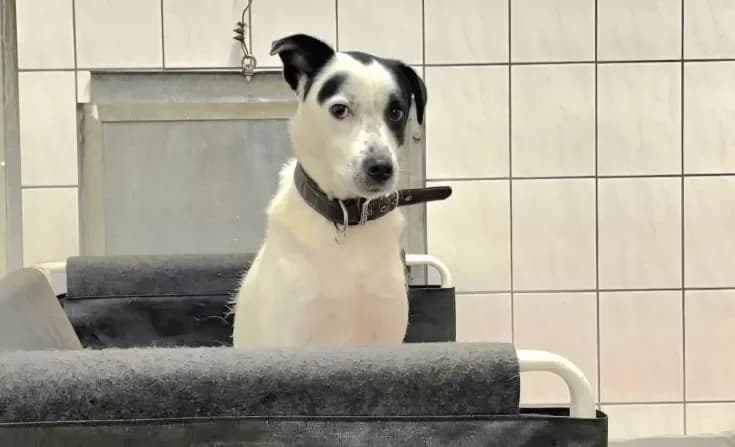 Sammy, male 7yo Mixed Breed for adoption at Tierheim Iserlohn, Iserlohn