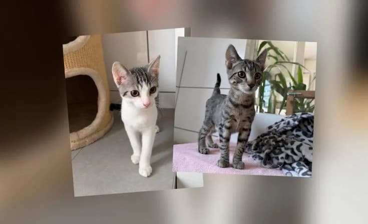 Sammy & Findus, male puppy Mixed Breed for adoption at Tierheim Iserlohn, Iserlohn