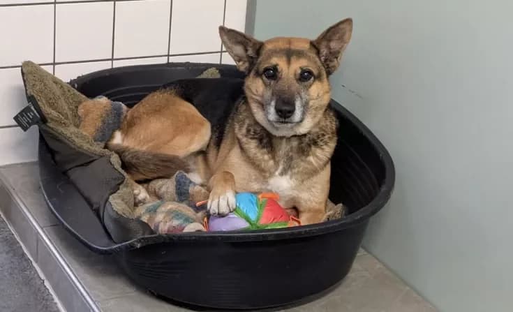 Sheriff, male senior Mixed Breed for adoption at Tierheim Iserlohn, Iserlohn
