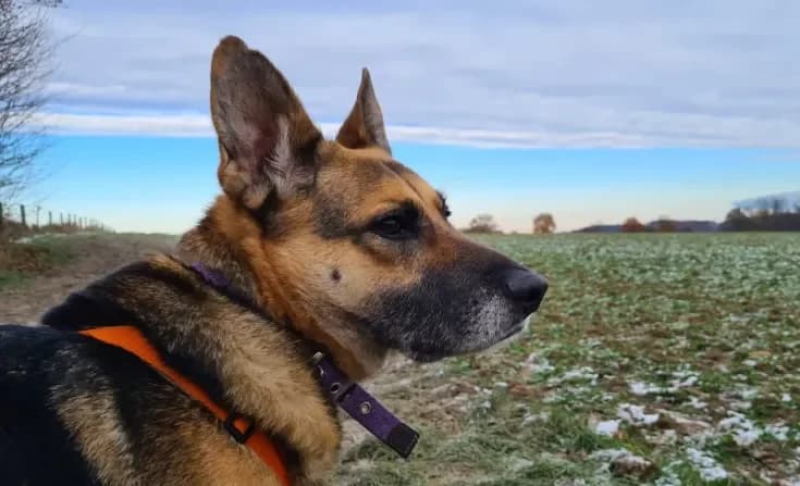 Sheriff, male senior Mixed Breed for adoption at Tierheim Iserlohn, Iserlohn