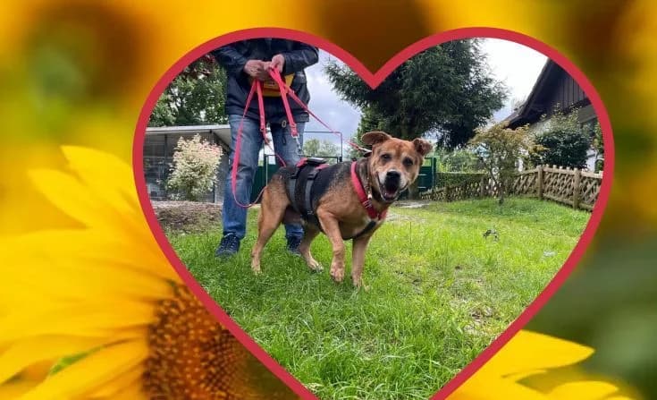 Sissi Suche dringend ein Zuhause, female senior Mixed Breed for adoption at Tierheim Iserlohn, Iserlohn